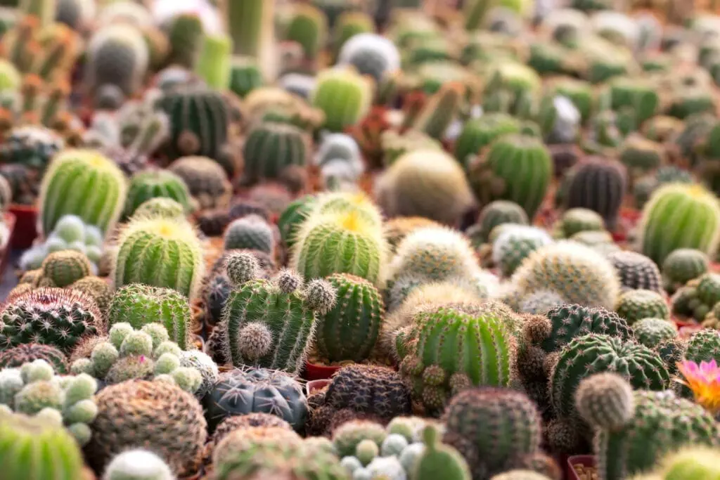 Cactus Flower